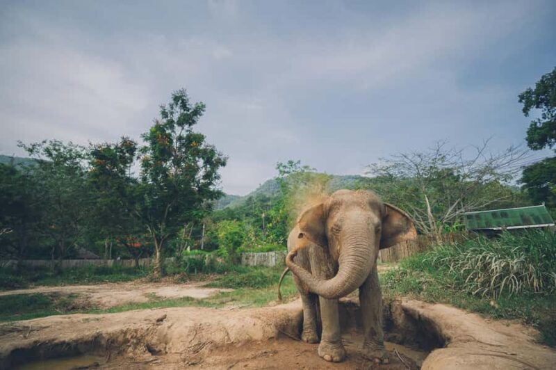 Koh Samui: Elephant Sanctuary Tour with Lunch & Pickup - An Honest Look at the Experience