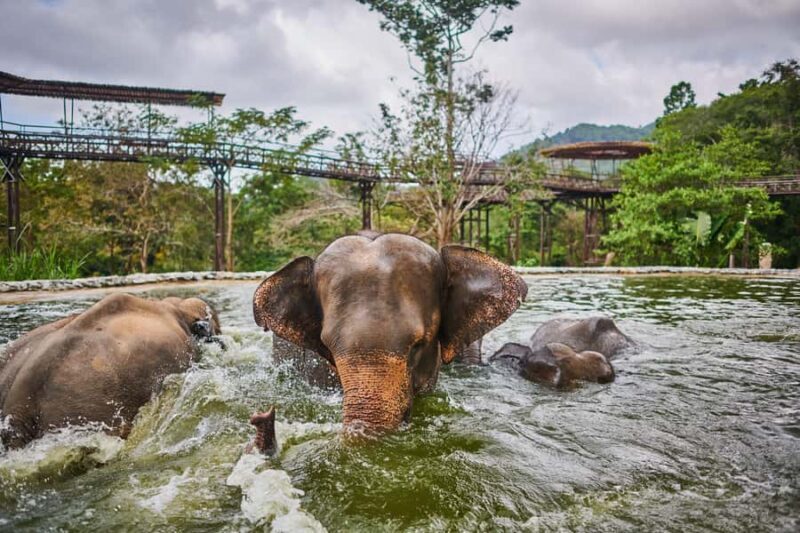 Koh Samui: Elephant Sanctuary Tour with Lunch & Pickup - Final Thoughts: Who Should Consider This Tour?