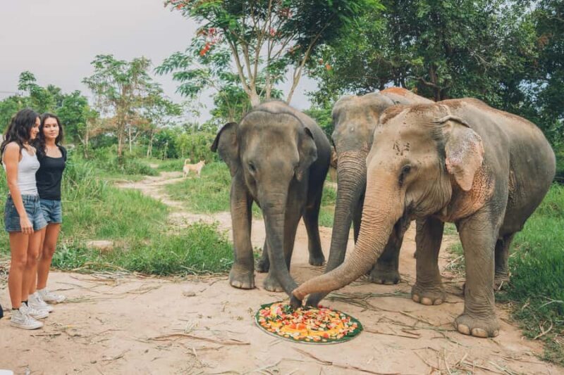 Koh Samui: Elephant Sanctuary Tour with Lunch & Pickup - Final Words
