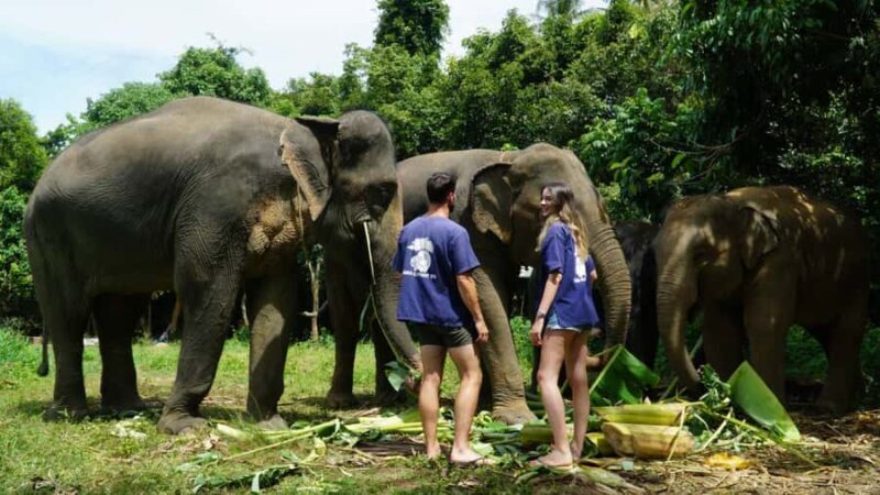 Koh Samui: Elephant Sanctuary Visit with Mud Spa & Lunch - Authentic Visitor Perspectives