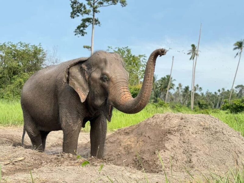Koh Samui: Ethical Elephant Home Guided Tour with Transfers - Key Points