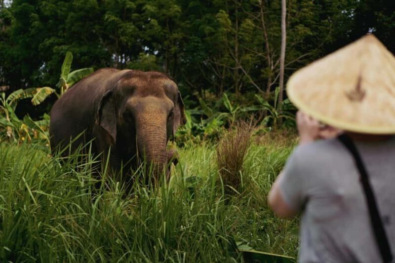 Koh Samui: Ethical Elephant Home Guided Tour with Transfers - Why This Tour Stands Out