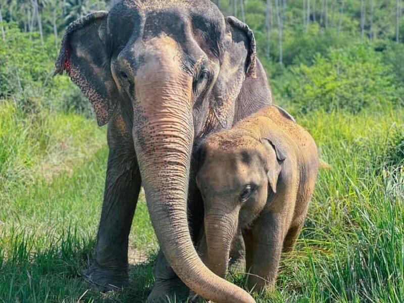 Koh Samui: Ethical Elephant Home Guided Tour with Transfers - FAQs