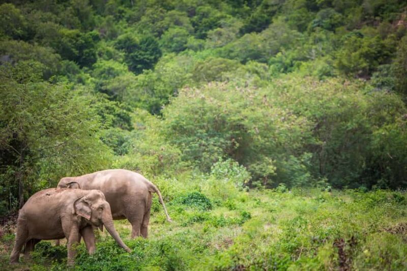 Koh Samui: Ethical Elephant Sanctuary Tour with Buffet Lunch - An Honest Look at the Koh Samui Elephant Sanctuary Tour