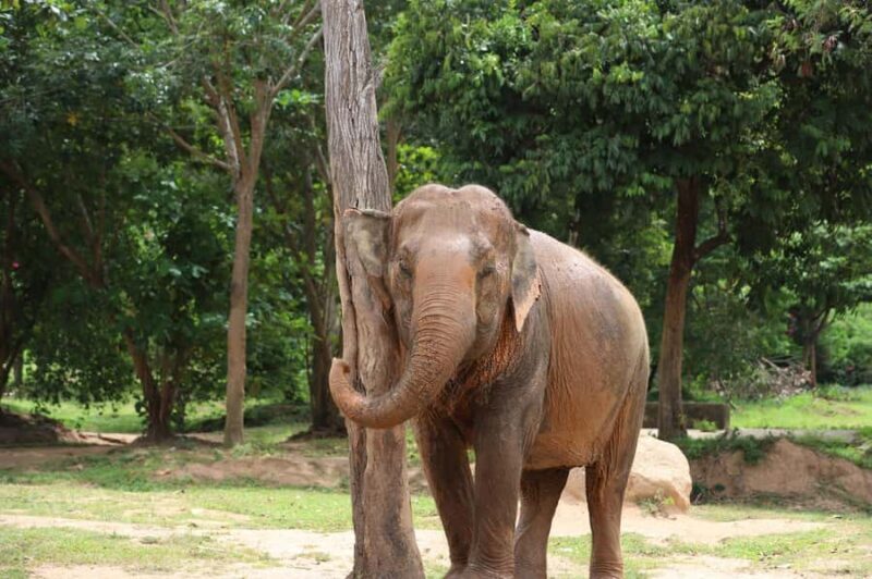 Koh Samui: Ethical Elephant Sanctuary Tour with Buffet Lunch - Final Thoughts