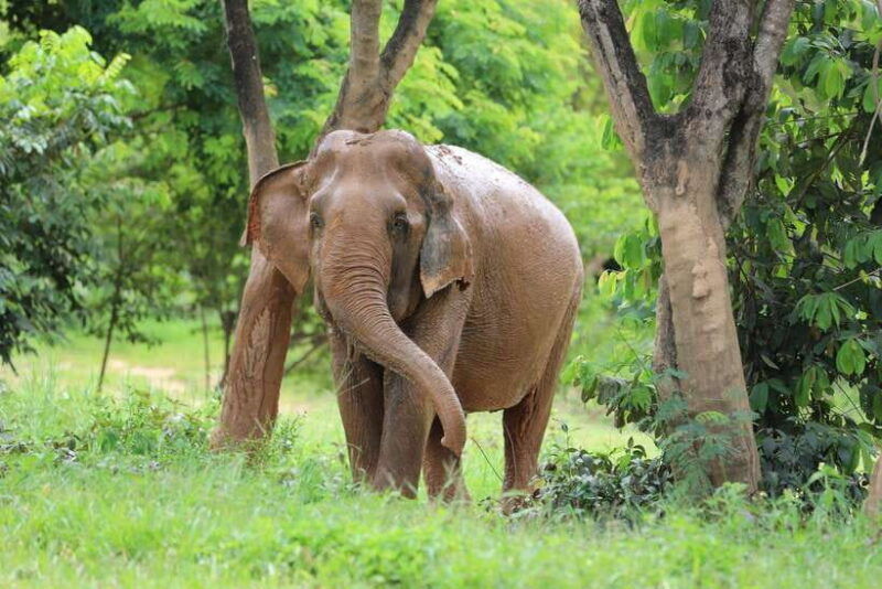 koh-samui-ethical-elephant-sanctuary-tour-with-buffet-lunch
