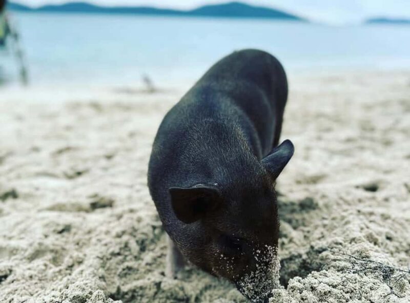 Koh Samui: Jetski Safari, Snorkeling to Pig & Virgin Islands - The Experience: Authentic and Fun