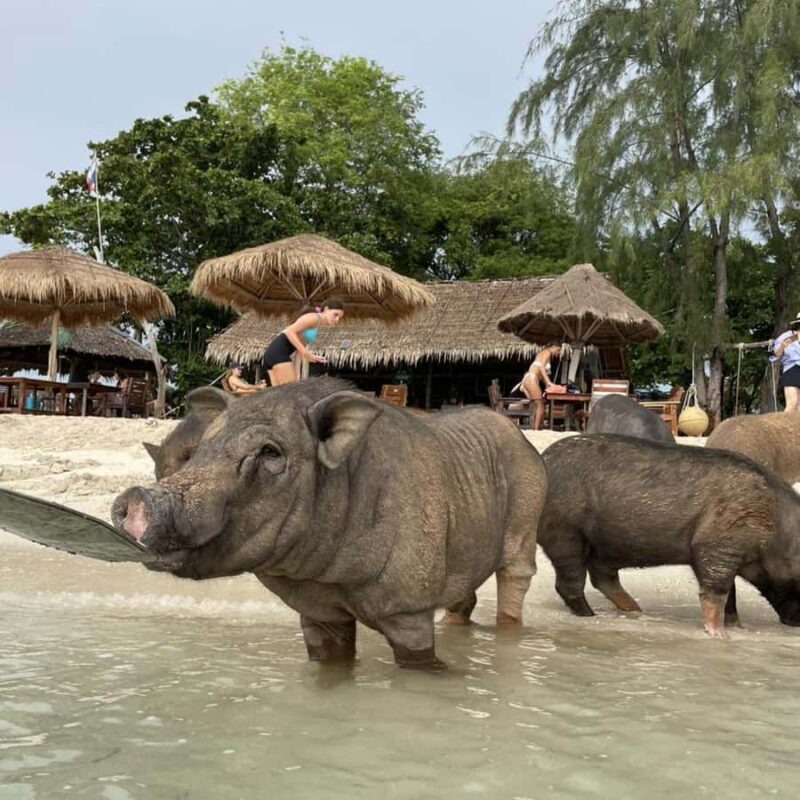 Koh Samui: Koh Madsum & Koh Tan Speed Catamaran Tour - Who Should Consider This Tour?