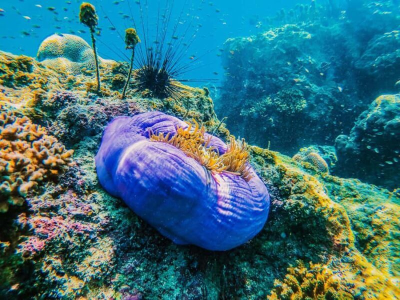 Koh Samui: Koh Tao and Nangyuan Snorkeling Tour with Lunch - Who Will Love This Tour?