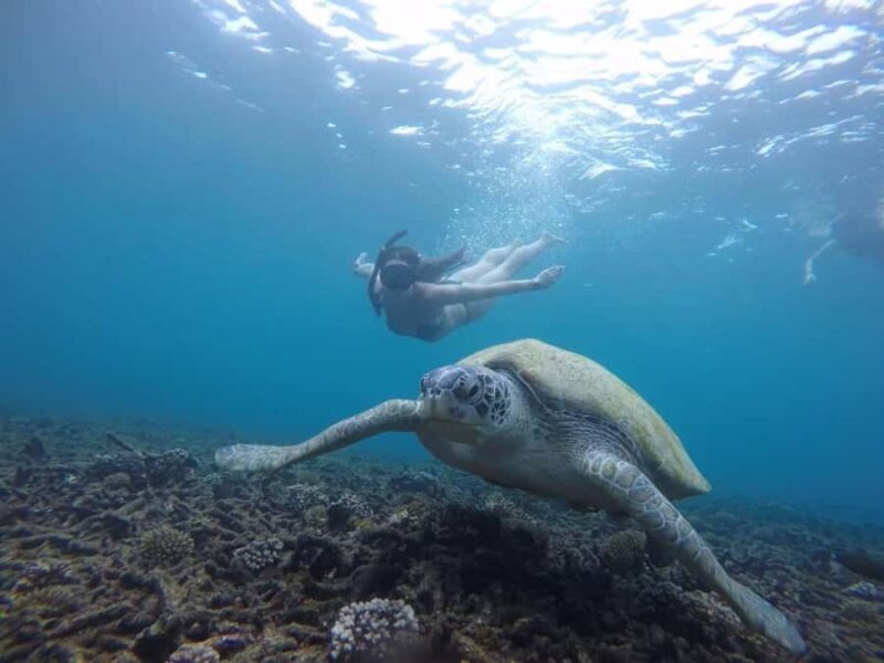 Koh Samui: Koh Tao & Koh Nang Yuan Snorkel Trip with Lunch - An In-Depth Look at the Koh Tao & Koh Nang Yuan Snorkel Trip