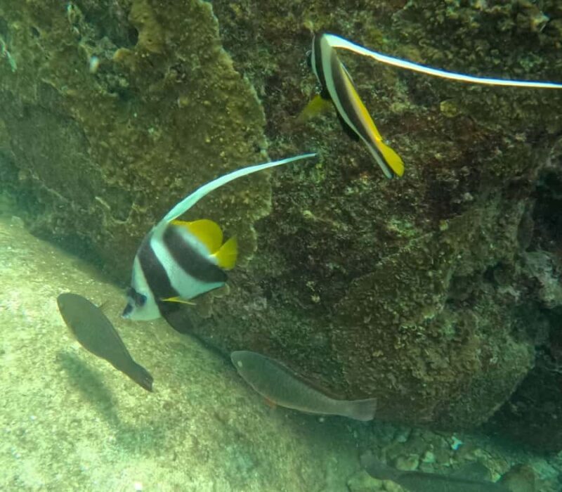 Koh Samui: Koh Tao & Koh Nang Yuan VIP Small Group (16 Max) - Authentic Experiences and Tips