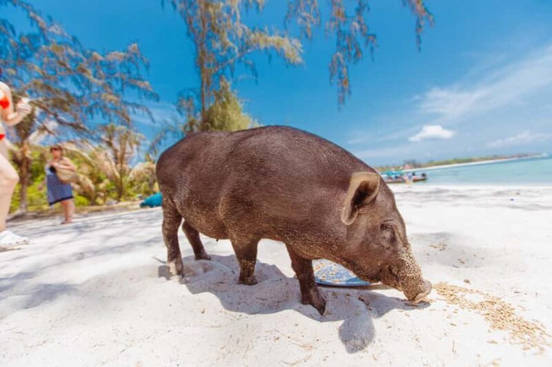Koh Samui: Pig Island Private Longtail Boat Tour - Final Thoughts