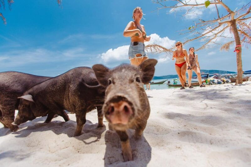 koh-samui-pig-island-private-longtail-boat-tour