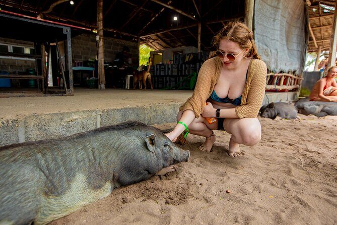 Koh Samui Pig Island Snorkeling by Private Longtail Boat - Key Points