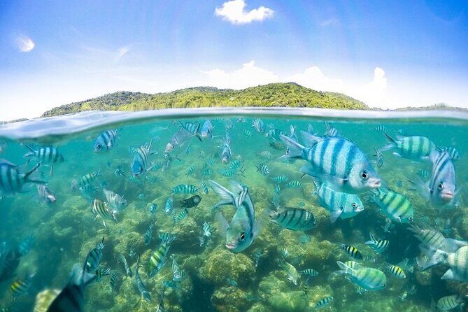 Koh Samui Pig Island Tour by Speedboat with Snorkeling - FAQ