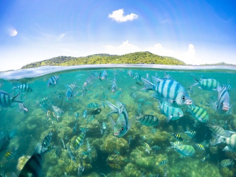 koh-samui-pig-island-tour-by-speedboat-with-snorkeling