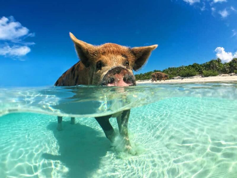 Koh Samui: Pink Dolphin, Pig Island, and Snorkeling Day Trip - An In-Depth Look at the Tour