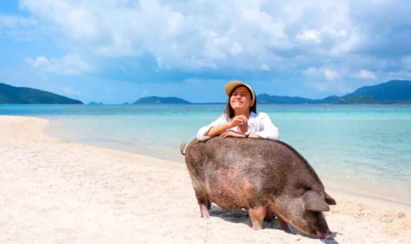 Koh Samui: Pink Dolphin, Pig Island, and Snorkeling Day Trip - Who Is This Tour Best For?