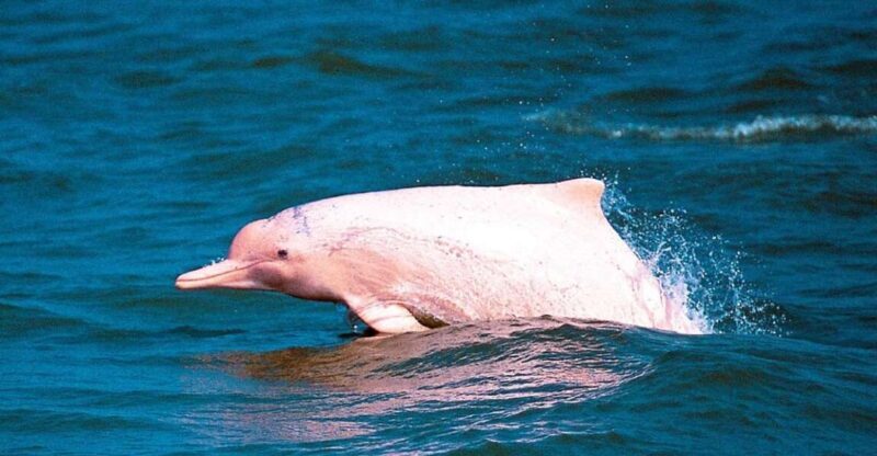 Koh Samui: Pink Dolphin Spotting & Pig Island Speedboat Tour - FAQs