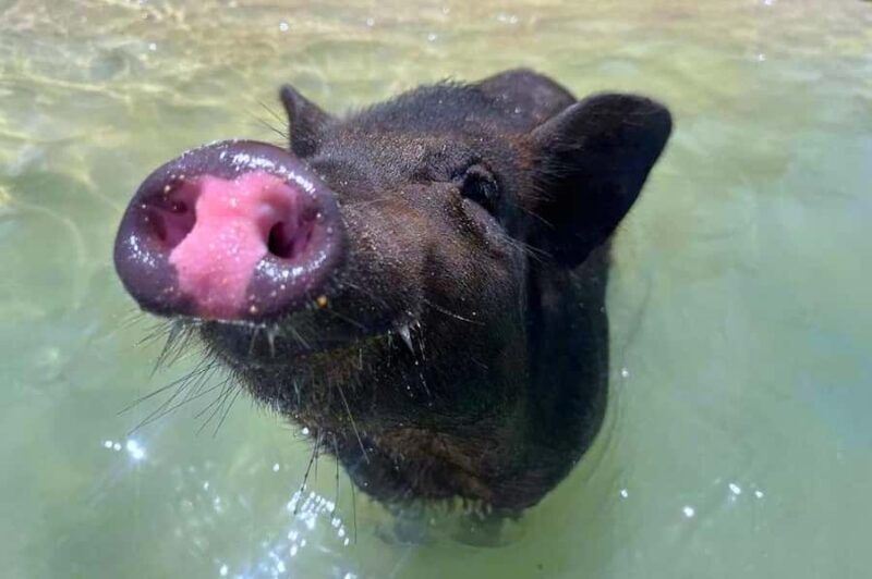 Koh Samui: Private Longtail Boat to Pig Island with Snorkel - Who Would Love This Tour?