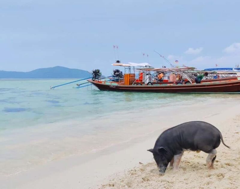 Koh Samui: Private Longtail Boat to Pig Island with Snorkel - Frequently Asked Questions