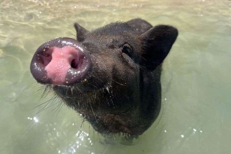 koh-samui-private-longtail-boat-to-pig-island-with-snorkel