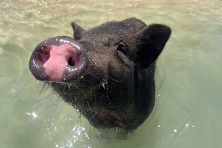 koh-samui-private-longtail-boat-to-pig-island-with-snorkel