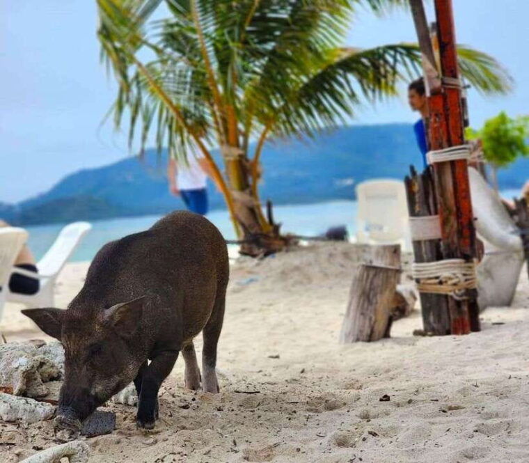 koh-samui-private-longtail-boat-to-pig-island-with-snorkel