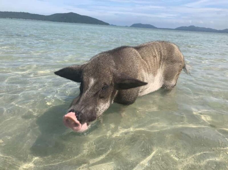 Koh Samui: Sunset Pig Island and Snorkeling Koh Tan w/Dinner - Introducing the Sunset Pig Island and Snorkeling Koh Tan Tour