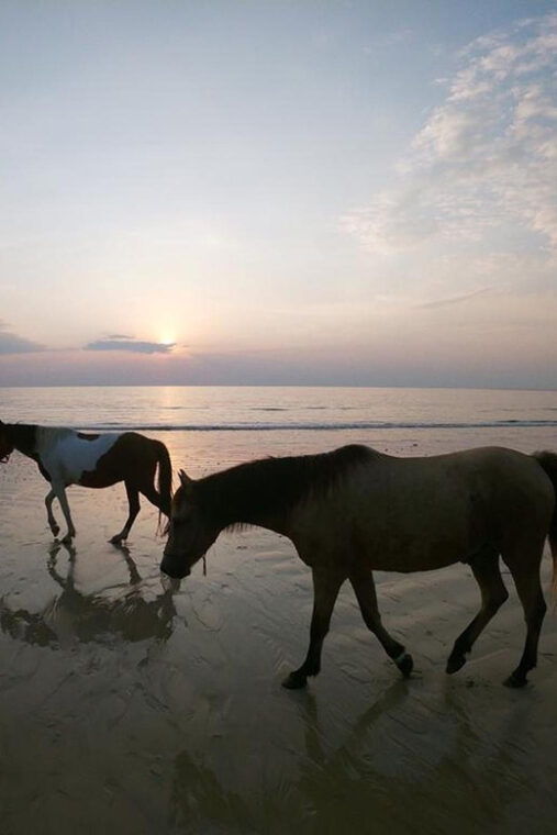 koh-samui-sunset-trail-horse-riding-on-the-beach