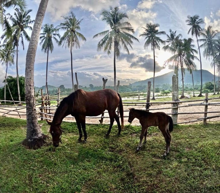 koh-samui-sunset-trail-horse-riding-on-the-beach