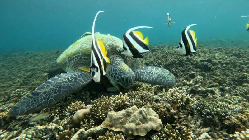 Koh Tao: Advance Open Water Diver 2 Days Course - Key Points