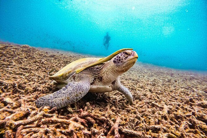 Koh Tao and Koh Nang Yuan Snorkeling Trip - FAQ