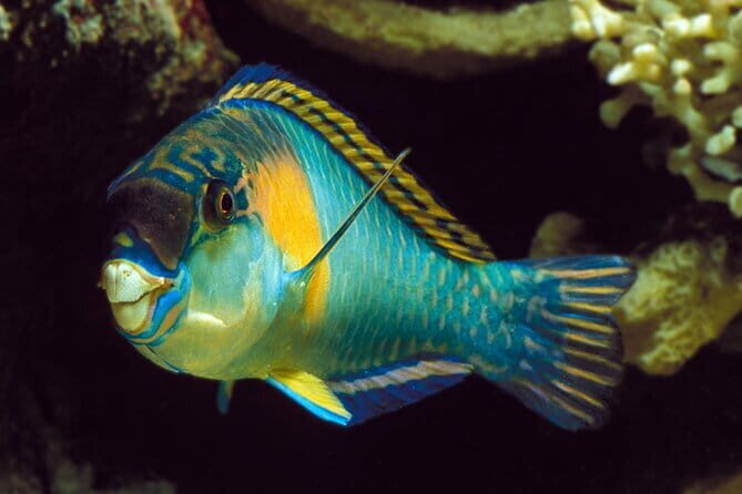 Koh Tao and Nangyuan Snorkeling Tour with Lunch by Catamaran - A Closer Look at the Tour Experience