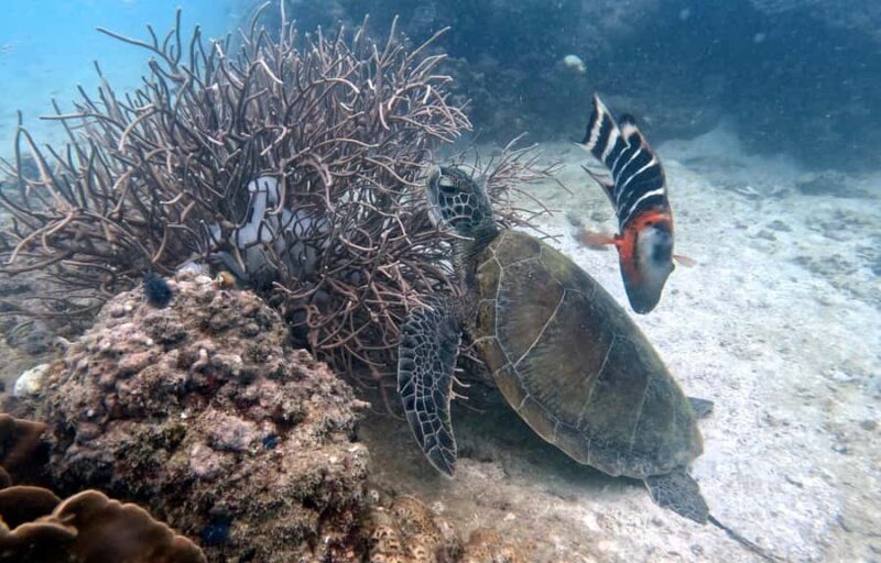 Koh Tao: Beginner Scuba Diving Experience with Gear - The Sum Up