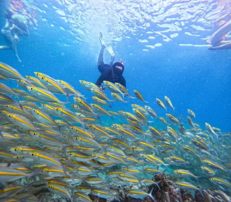 Koh Tao: Half-Day Sunset Snorkeling Tour with Lunch & Pickup - Is the Cost Justified?