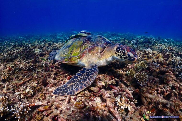 koh-tao-islands-snorkeling-highlights-day-tour-lunch