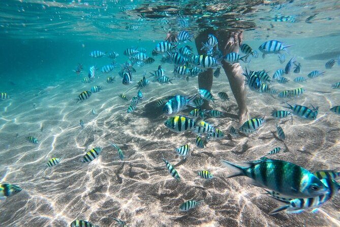 Koh Tao & Koh Nang Yuan Snorkeling Tour by Speed Boat from Samui - FAQs