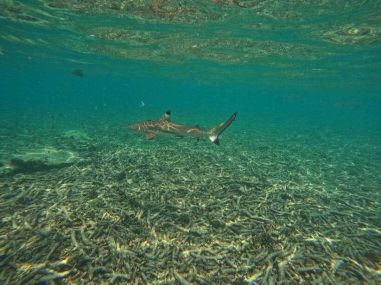 koh-tao-koh-nangyuan-hidden-bays-snorkeling-tour-w-lunch