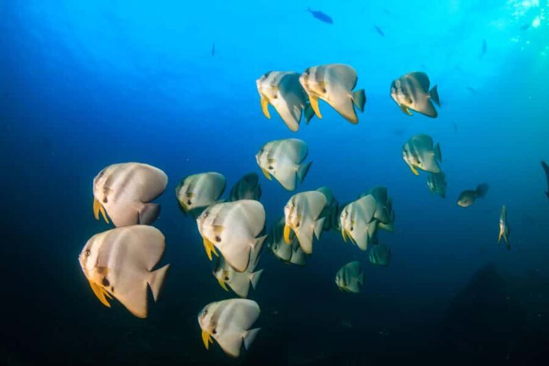 Koh Tao: PADI Premium Open Water Diver Course (2.5 Days) - The Experience in Context: Why It Works