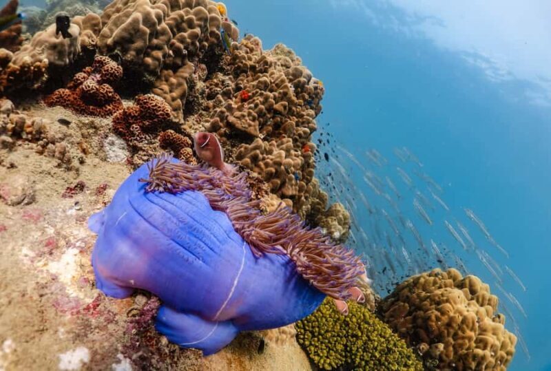 Koh Tao: PADI Premium Open Water Diver Course (2.5 Days) - Final Words