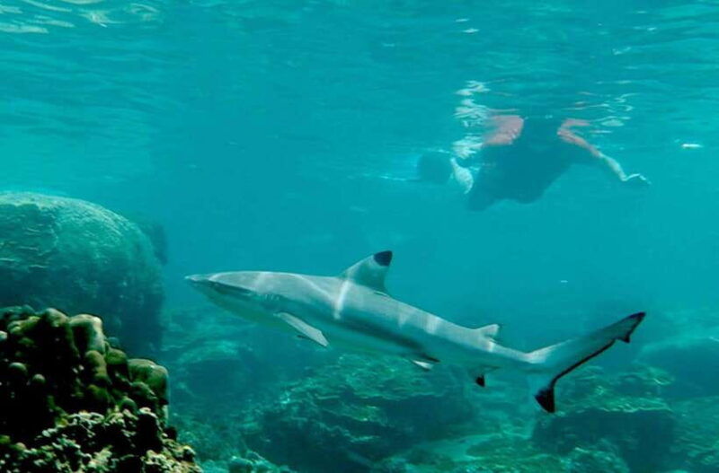 koh-tao-premium-snorkel-tour-to-koh-nangyuan-bays-by-oxygen