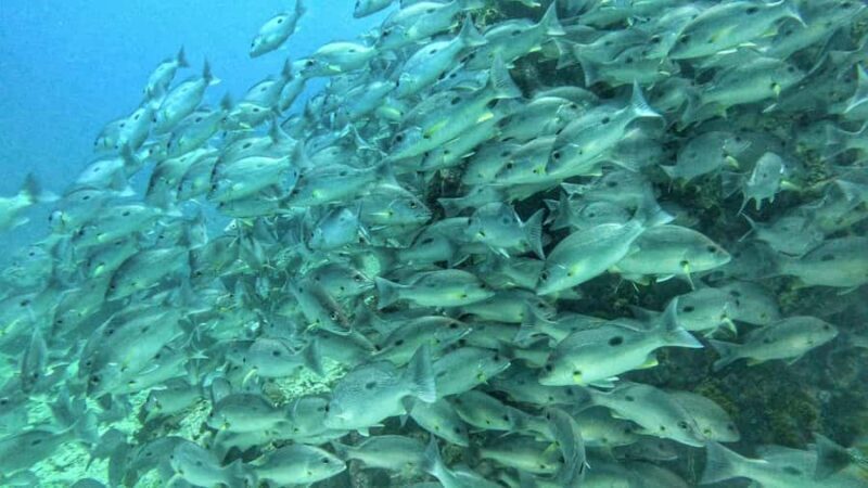 Koh Tao: SCUBA Open water certification - Key Points