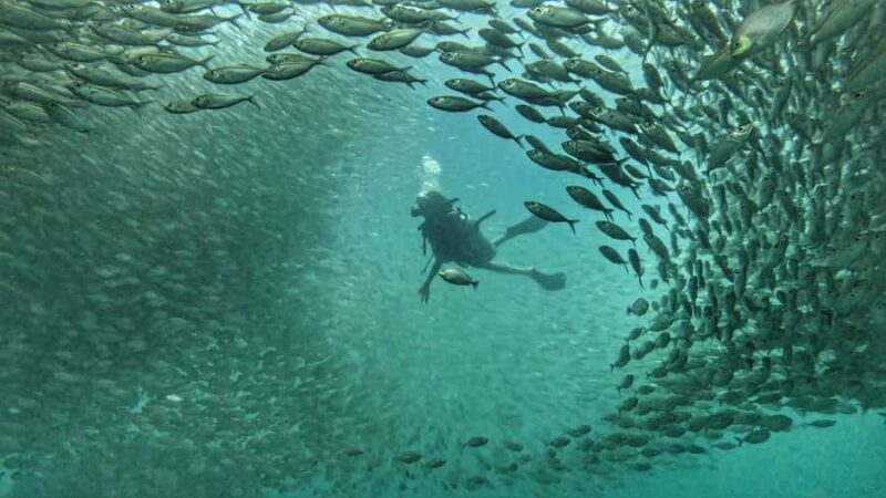 Koh Tao: SCUBA Open water certification - Why This Tour Offers Great Value