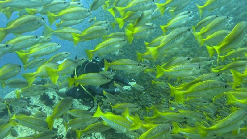 Koh Tao: SCUBA Open water certification - The Sum Up