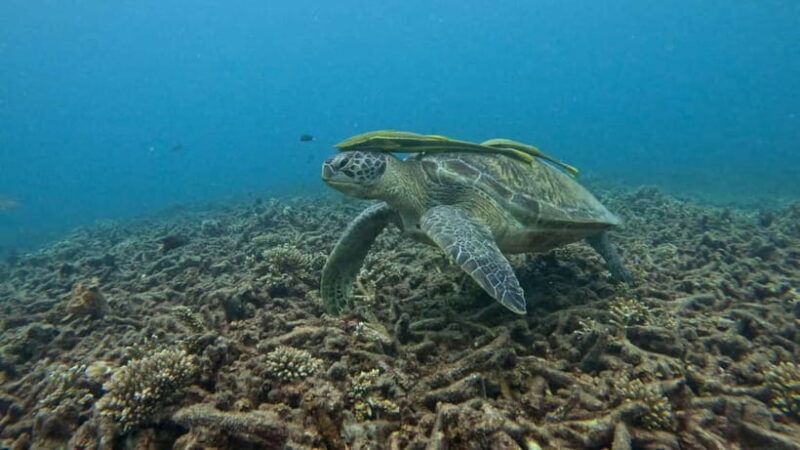 Koh Tao: Snorkeling and Sunset Tour - Quick Intro