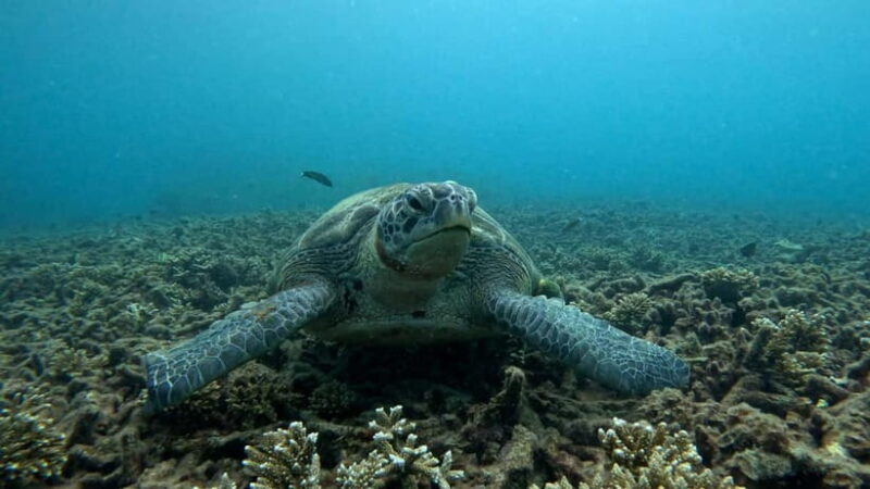 Koh Tao: Snorkeling and Sunset Tour - Key Points