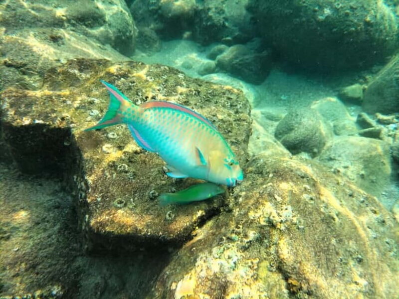 Koh Tao: Snorkeling and Sunset Tour - What to Expect in Detail