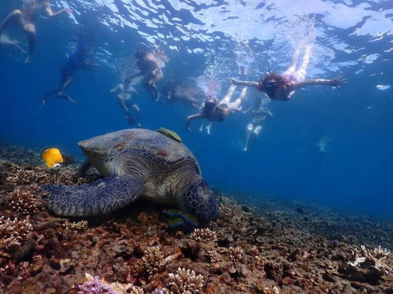 Koh Tao: Underwater Gems, Island Hopping & Snorkel Adventure - What To Bring for the Day