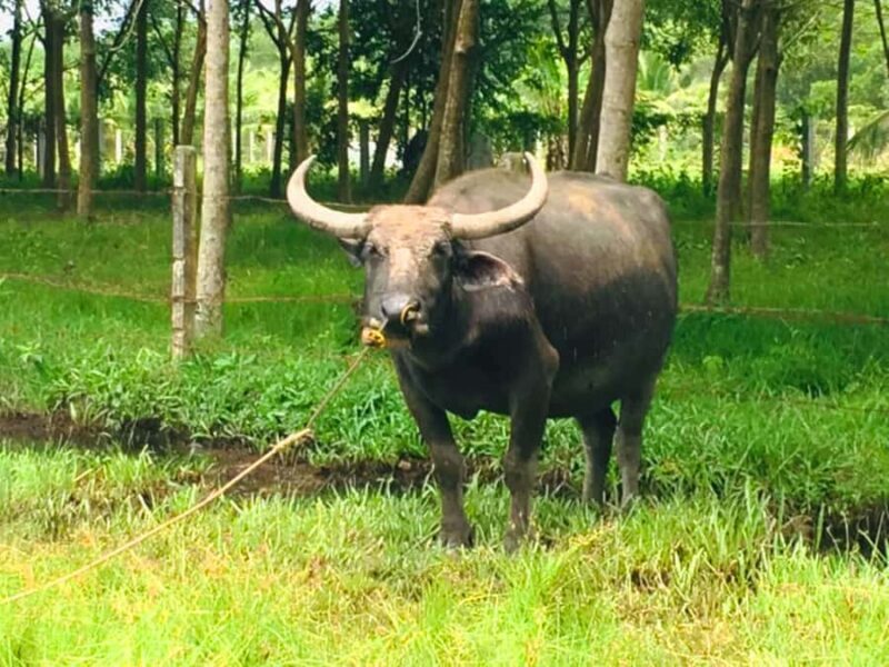 Koh Yao Noi: The Local Way of Life Eco Half-Day Tour - The Practical Aspects
